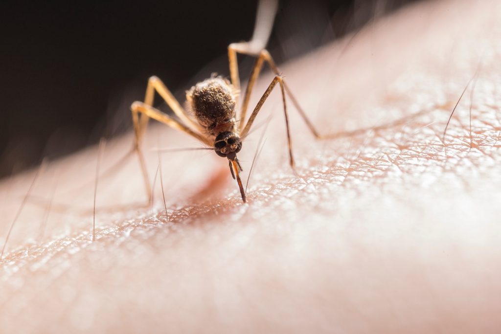 El Aedes aegypti es el mosquito transmisor del dengue.