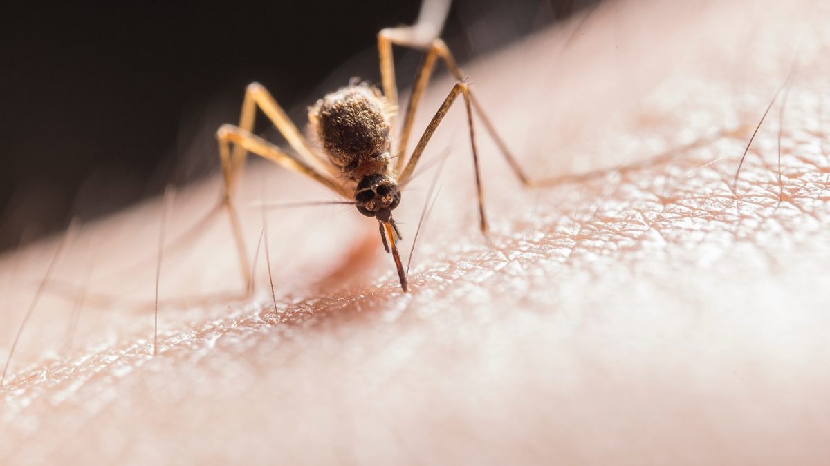 El Aedes aegypti es el mosquito transmisor del dengue.