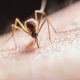 El Aedes aegypti es el mosquito transmisor del dengue.