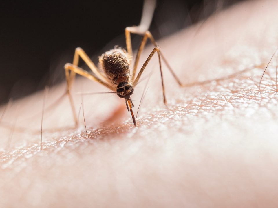 El Aedes aegypti es el mosquito transmisor del dengue.