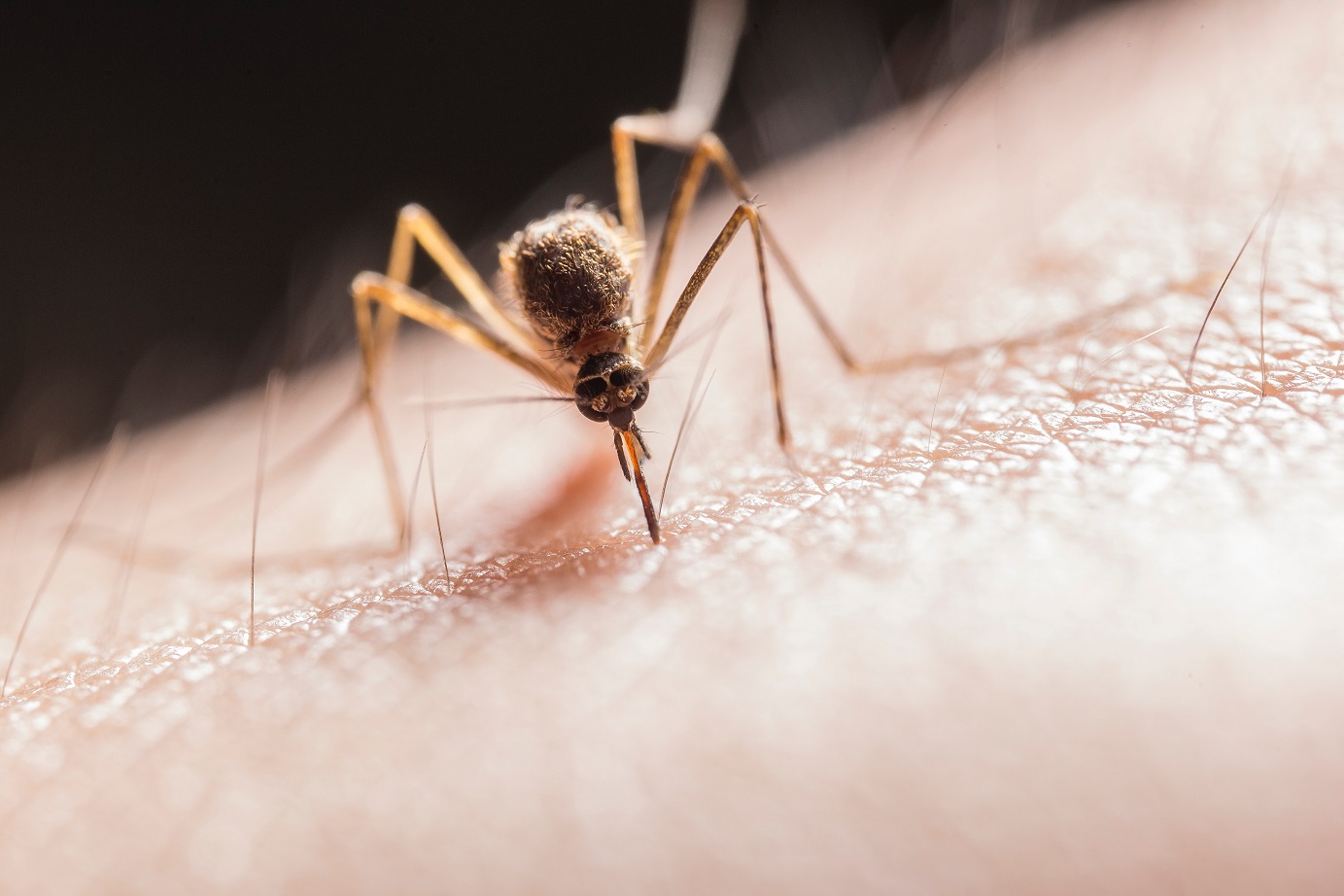El Aedes aegypti es el mosquito transmisor del dengue.