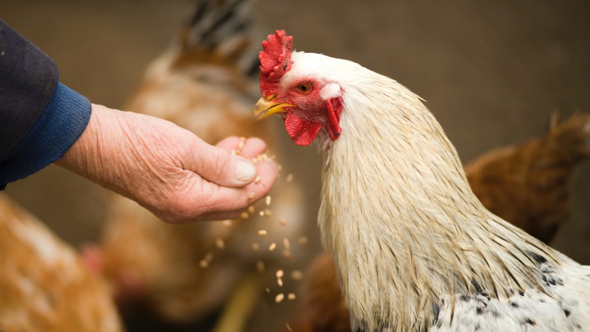 El contacto de personas con aves infectadas resulta riesgoso.