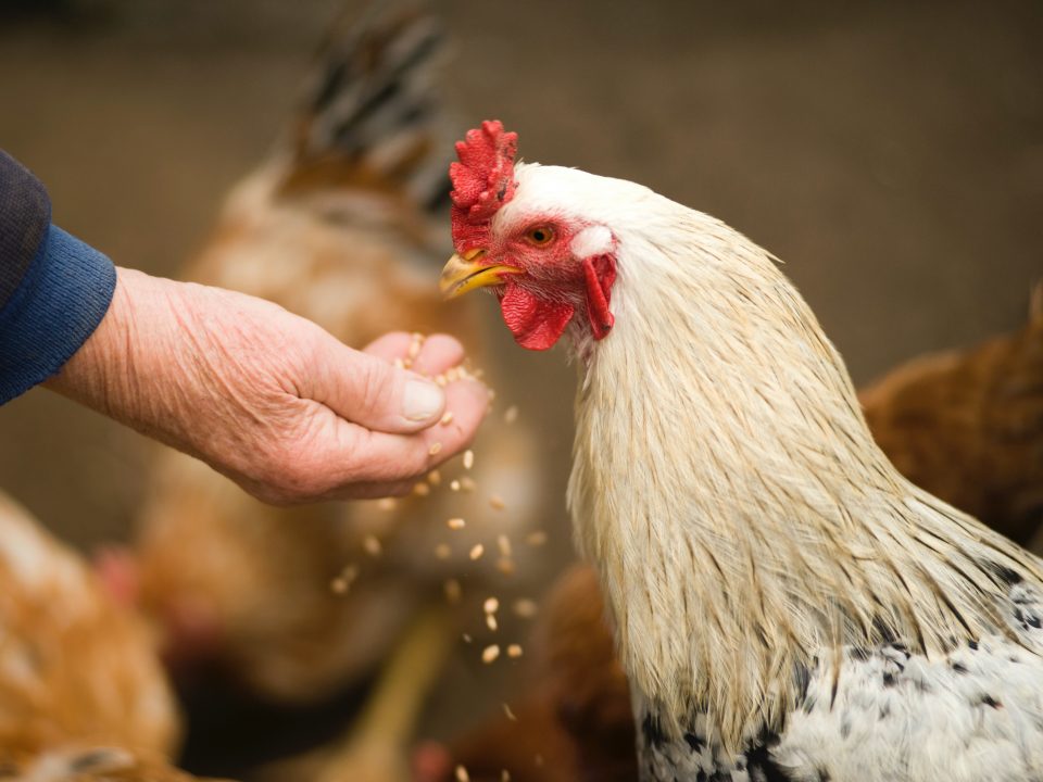 El contacto de personas con aves infectadas resulta riesgoso.