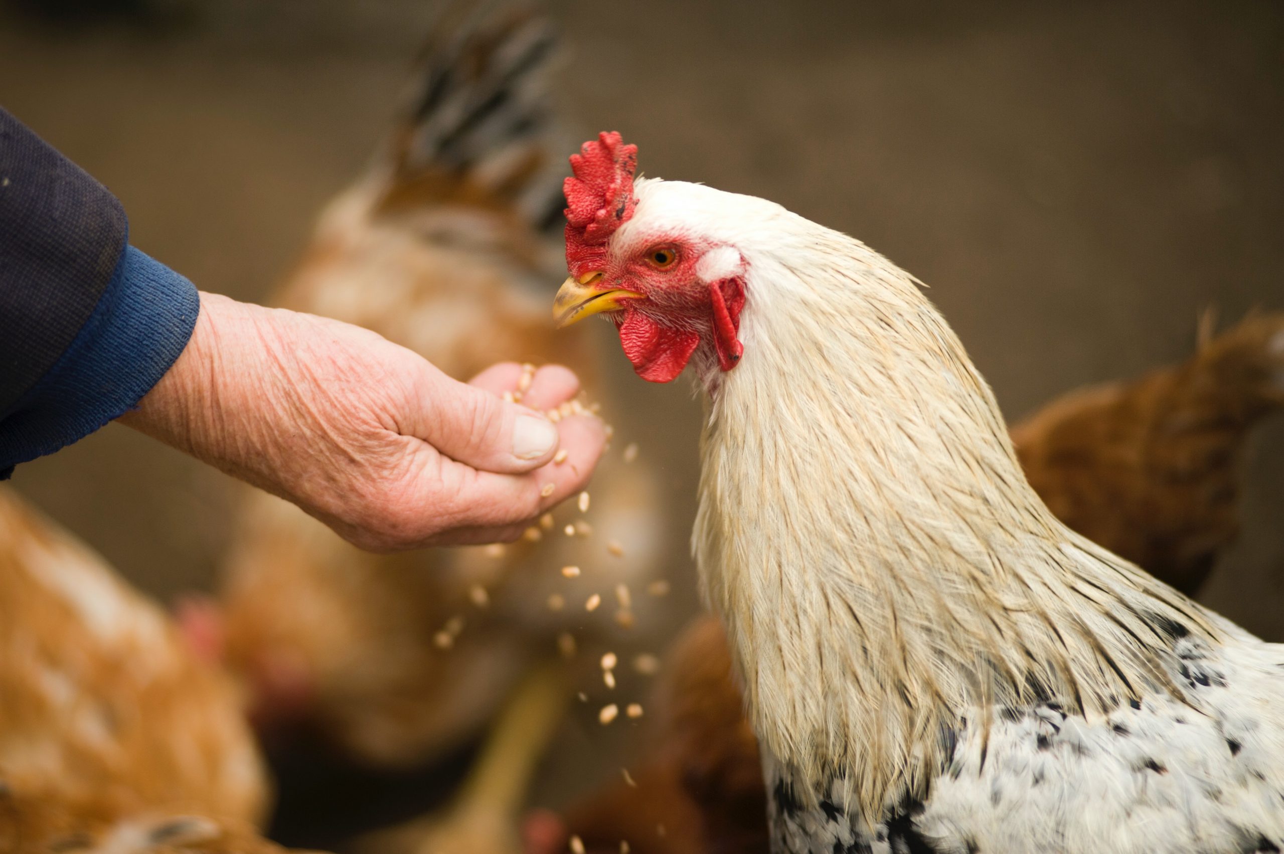 El contacto de personas con aves infectadas resulta riesgoso.