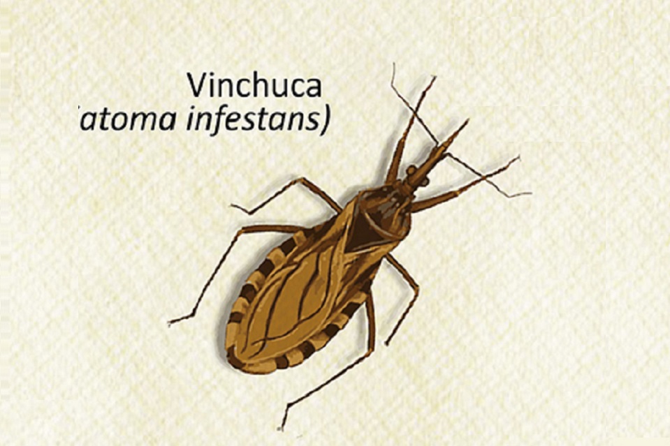 La enfermedad de Chagas puede afectar al corazón y al sistema digestivo, y en casos puntuales, puede dañar el sistema nervioso.