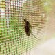 El cambio climático y el continuo avance del hombre sobre los espacios naturales han propiciado una invasión de mosquitos