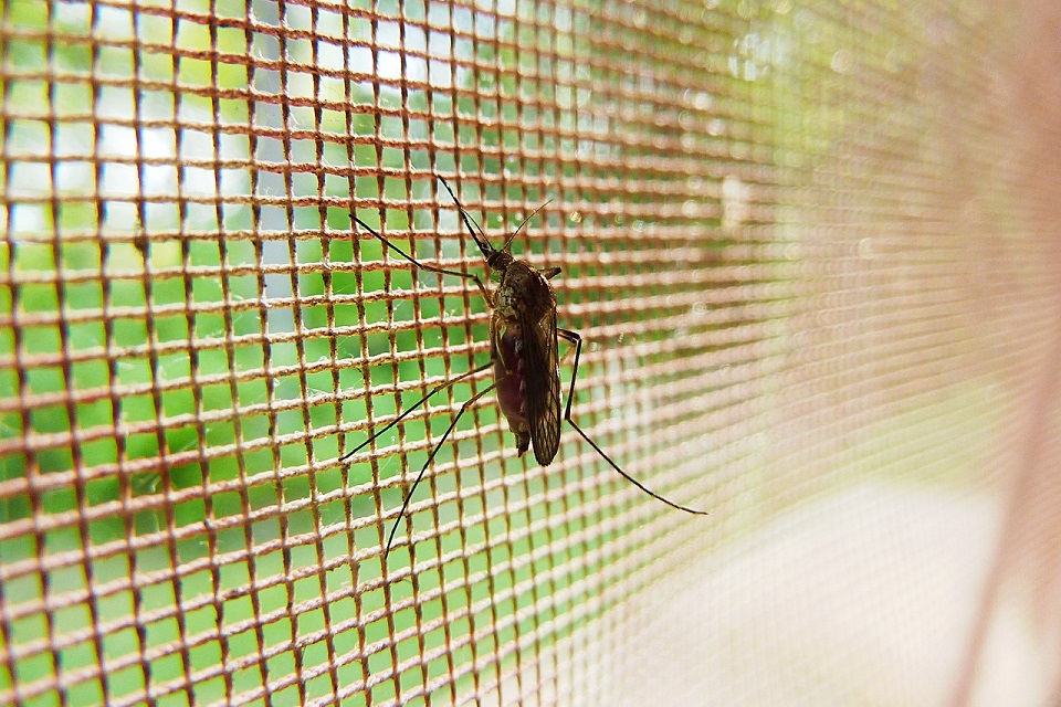 El cambio climático y el continuo avance del hombre sobre los espacios naturales han propiciado una invasión de mosquitos