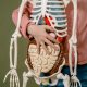 El metabolismo le permite a nuestro organismo llevar a cabo funciones esenciales como la respiración, la circulación de la sangre y la reparación de células.