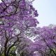 En primavera se intensifican las alergias y suelen aumentar los resfríos por contagio.