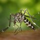 Debemos estar atentos al dengue si tenemos fiebre seguida de náuseas, vómitos y/o erupciones cutáneas, entre otros síntomas.