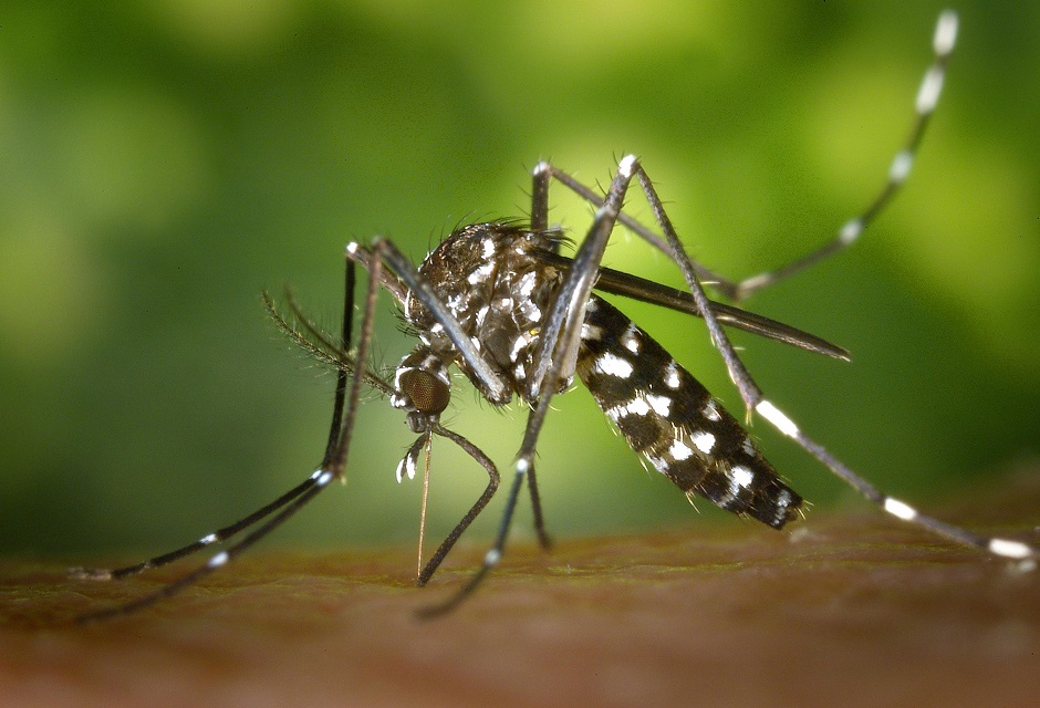 Debemos estar atentos al dengue si tenemos fiebre seguida de náuseas, vómitos y/o erupciones cutáneas, entre otros síntomas.