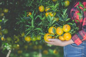 Los cítricos ofrecen una gran cantidad de antioxidantes y fibras que contribuyen a fortalecer el sistema inmunológico.