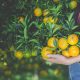 Los cítricos ofrecen una gran cantidad de antioxidantes y fibras que contribuyen a fortalecer el sistema inmunológico.